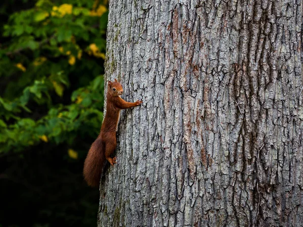 Esquilo Vermelho Jovem Bonito Tronco Uma Árvore Enorme França — Fotografia de Stock
