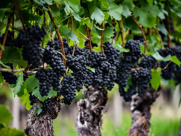 Druiven Zijn Rijp Vintage Seizoen Wijnmaken Elzas Frankrijk — Stockfoto