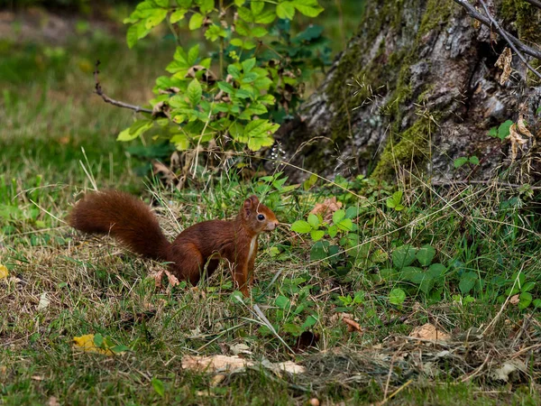 Beautiful Young Red Squirrel Trunk Huge Tree France — Stock Photo, Image