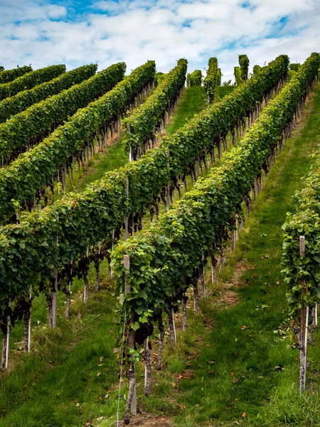 Üzümler Olgunlaşmış Antika Mevsimi Alsace Şarap Üretimi Fransa — Stok fotoğraf