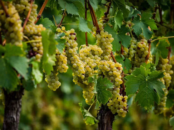 Las Uvas Están Maduras Temporada Vintage Bodegas Alsacia Francia — Foto de Stock