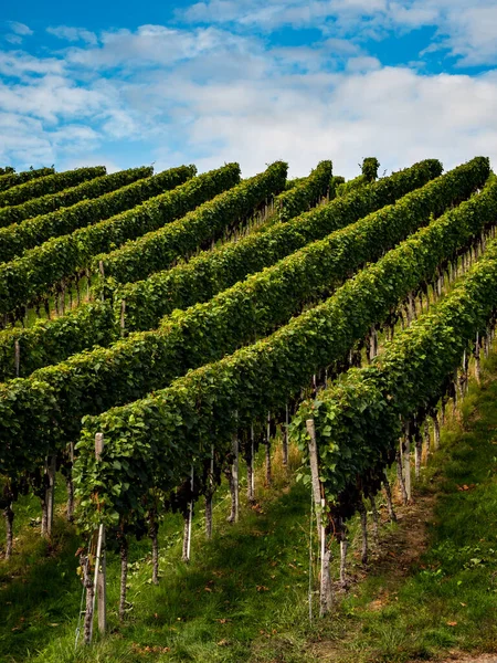 Üzümler Olgunlaşmış Antika Mevsimi Alsace Şarap Üretimi Fransa — Stok fotoğraf