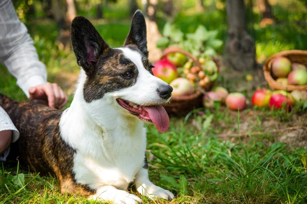 大きなリンゴ園の熟したリンゴのバスケットの近くにコルギの犬がいます — ストック写真