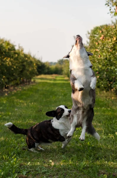 Corgi Σκυλί Άλμα Εξωτερικούς Χώρους Οπωρώνα Μήλο Καλοκαίρι — Φωτογραφία Αρχείου