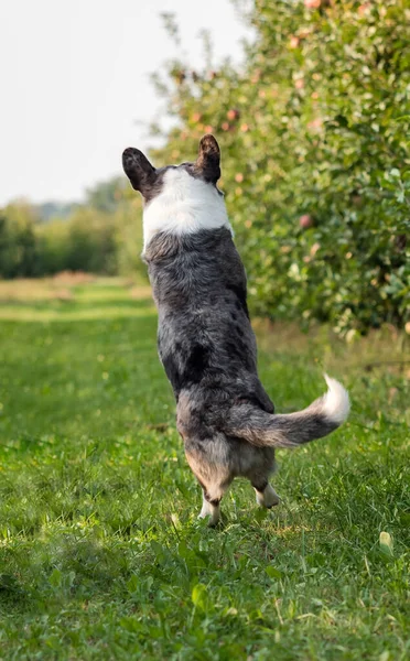 Corgi Dog Jumping Outdoors Apple Orchard Summertime — Stock Photo, Image