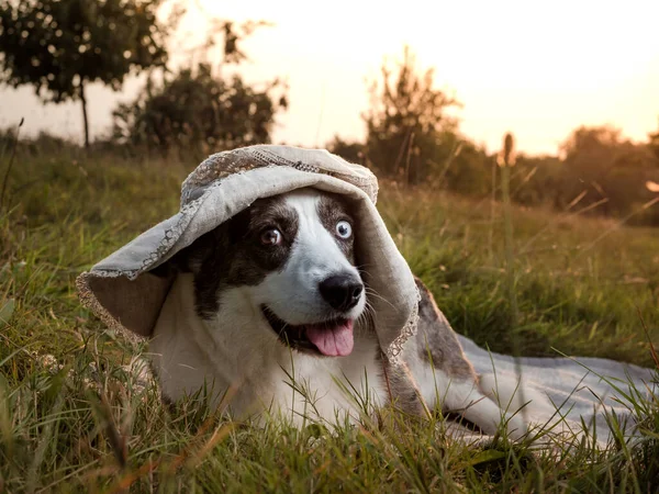 Divertido Perro Corgi Posando Sombrero Femenino Sobre Telón Fondo Del —  Fotos de Stock