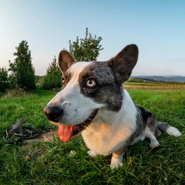 Balıkçı Merceği Ile Çekilen Komik Corgi Köpeği Ağız Deformasyonu Yaz — Stok fotoğraf