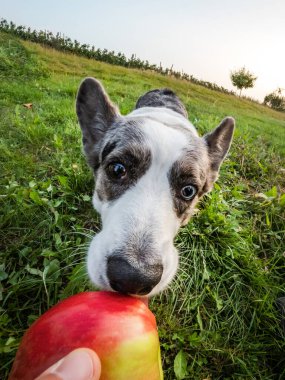 Balıkçı merceği ile çekilen komik Corgi köpeği. Ağız deformasyonu, yaz mevsimi.
