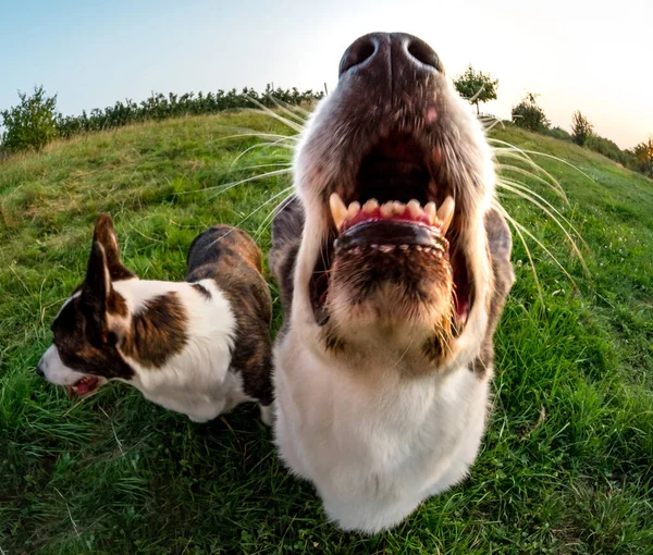 Ciudat Câine Corgi Fotografiat Lentilă Pește Proporții Amuzante Distorsionate Ale — Fotografie, imagine de stoc