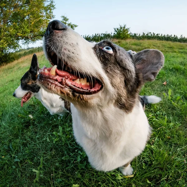 Lustiger Corgi Hund Mit Fischaugenobjektiv Fotografiert Witzig Verzerrte Schnauzenproportionen Sommerzeit — Stockfoto