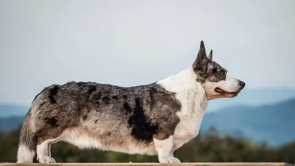 Fešák Gray Corgi Dog Ukazuje Standardní Stance Portrét Pet Training — Stock fotografie