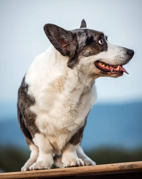 Guapo Gris Corgi Perro Muestra Postura Estándar Retrato Pet Training — Foto de Stock