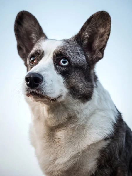 Schöner Grauer Corgi Hund Zeigt Standart Und Portrait Haustiertraining Sommerzeit — Stockfoto