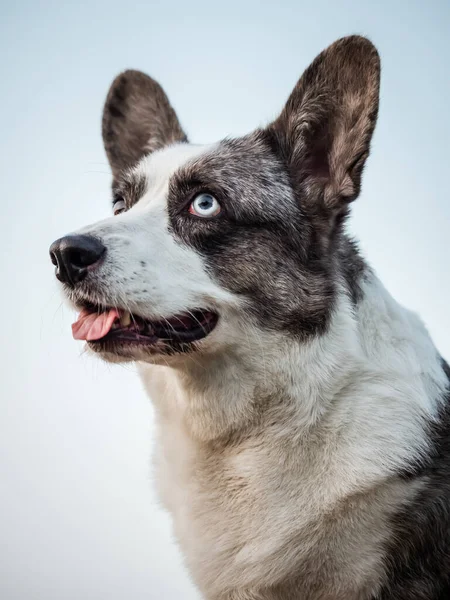 Handsome Gray Corgi Dog Shows Standard Stance Portrait Pet Training — 스톡 사진