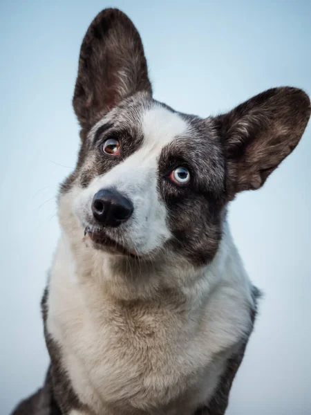 英俊的灰色科吉犬展示标准姿势和肖像B宠物训练 夏天的时间 — 图库照片