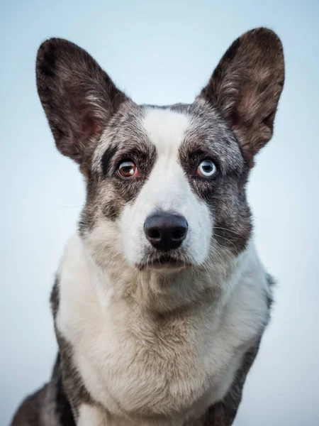 英俊的灰色科吉犬展示标准姿势和肖像B宠物训练 夏天的时间 — 图库照片