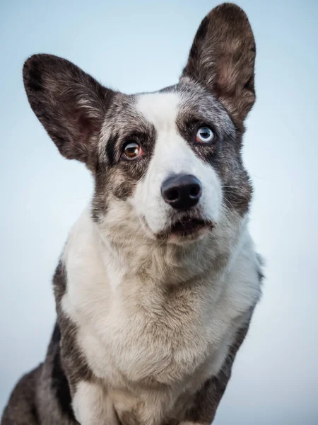 Yakışıklı Gri Corgi Köpeği Standart Duruş Portre Hayvan Eğitimi Gösteriyor — Stok fotoğraf