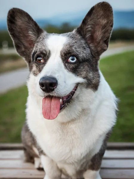 Bonito Cinza Corgi Dog Mostra Postura Padrão Retrato Pet Training — Fotografia de Stock