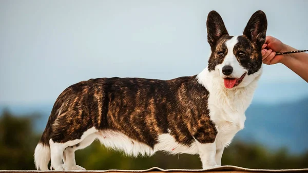 Brown Corgi Cane Mostra Posizione Standard Ritratto Pet Training Ora — Foto Stock