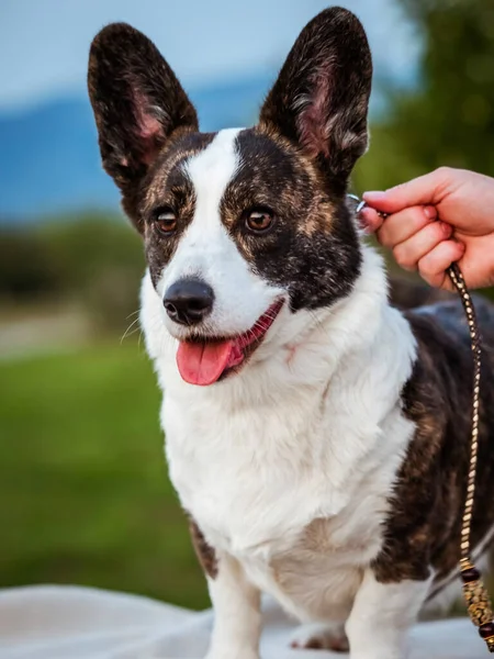 Brown Corgi Dog Muestra Postura Estándar Retrato Pet Training Verano — Foto de Stock