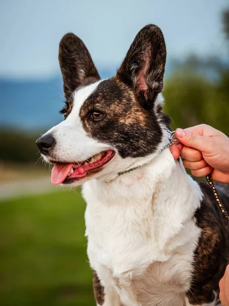 Brown Corgi Dog Zeigt Standart Und Portrait Haustiertraining Sommerzeit — Stockfoto