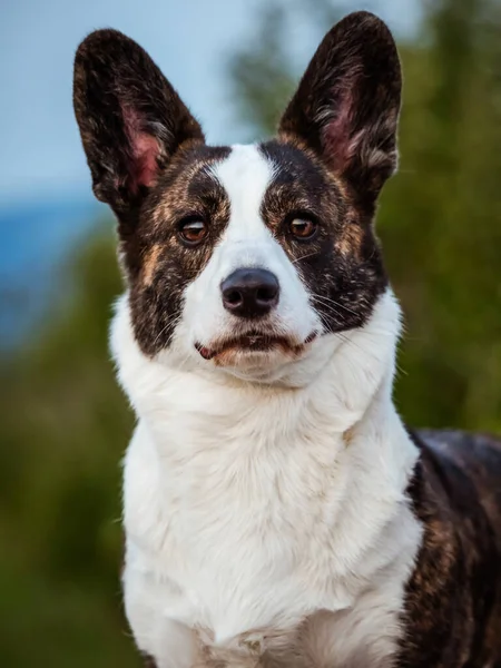 Brown Corgi Dog Shows Standard Stance Portrait Pet Training — 스톡 사진