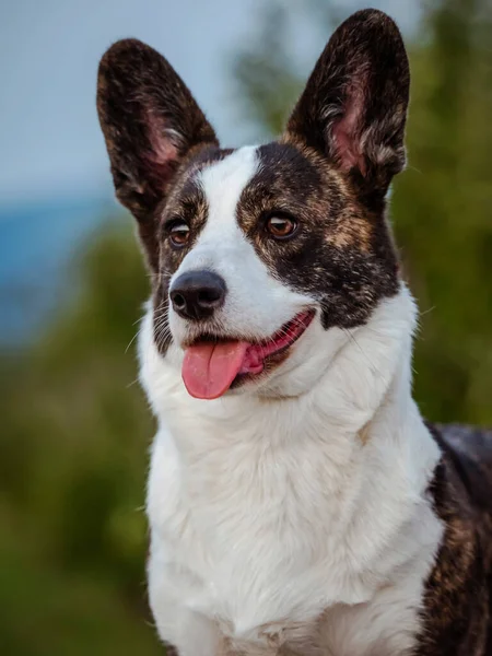 Brown Corgi Dog Muestra Postura Estándar Retrato Pet Training Verano —  Fotos de Stock