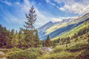Ağaçlı dağ manzarası. turizm