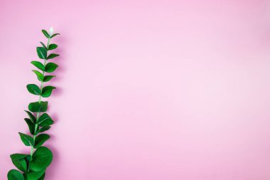 Tropikal orman dalları Monstera pembe pastel renkli arka plan üzerinde bırakır. Düz yatıyordu, en iyi görünümü kavram hoş geldiniz yaz en az. Botanik doğa düz yatıyordu. Çiçek öğeleri tasarım, yeşil yeşillik