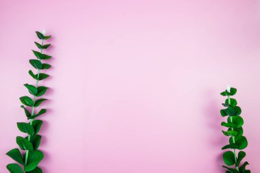 Tropikal orman dalları Monstera pembe pastel renkli arka plan üzerinde bırakır. Düz yatıyordu, en iyi görünümü kavram hoş geldiniz yaz en az. Botanik doğa düz yatıyordu. Çiçek öğeleri tasarım, yeşil yeşillik