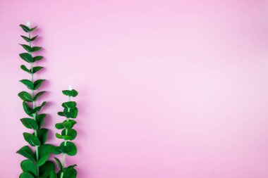 Tropikal orman dalları Monstera pembe pastel renkli arka plan üzerinde bırakır. Düz yatıyordu, en iyi görünümü kavram hoş geldiniz yaz en az. Botanik doğa düz yatıyordu. Çiçek öğeleri tasarım, yeşil yeşillik