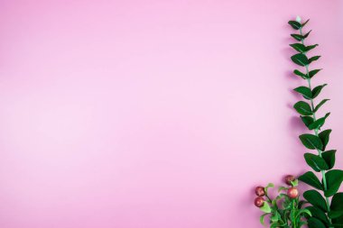 Tropikal orman dalları Monstera pembe pastel renkli arka plan üzerinde bırakır. Düz yatıyordu, en iyi görünümü kavram hoş geldiniz yaz en az. Botanik doğa düz yatıyordu. Çiçek öğeleri tasarım, yeşil yeşillik