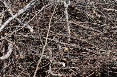 taze kesilmiş yakacak odun demeti