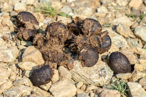 at kaka dağ izinde yığını