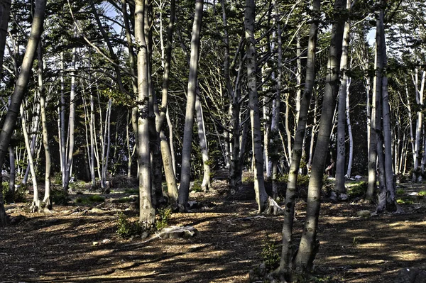 Dağlarda yoğun orman