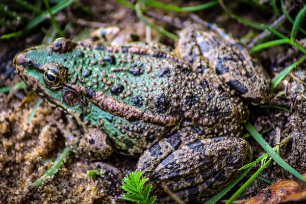 Písčitém Břehu Řeky Mokrém Písku Trávě Žába — Stock fotografie