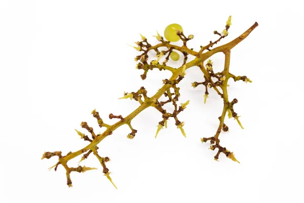 Grape empty sprig on a white background Stock Image