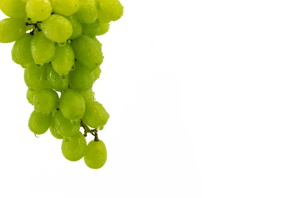 На белом фоне висит ветка с виноградом — стоковое фото