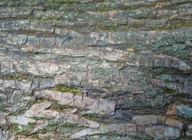Yatay fotoğrafta, ağaç kabuğunun görüntüsü yakın plan. Ağaç bir şehir parkında yetişiyor. Kuru kabuk