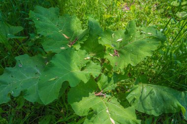 Yatay fotoğrafta, dulavrat ya da şalgam denilen bir bitkinin görüntüsü var. Şehir parkında yetişiyor. Güneş ışınları yuvada..