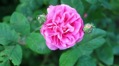 Bahçe, yazın evin bahçesinde sallanan rüzgardan yükseldi.