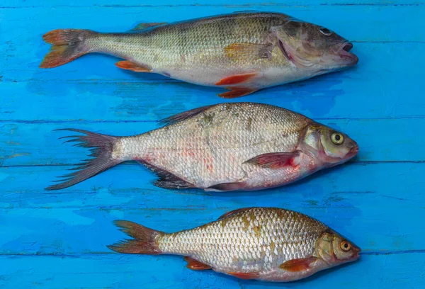 The photo shows fresh fish from the river flowing in the city. The fish is in the number of three pieces. Little roach, big perch, guster. They lie on a wooden blue background at the top of the picture. The whole fish, with fins, scales. Fish not ali