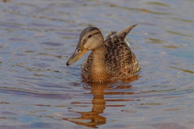 Resim, insanların ördek dediği vahşi bir kuşu gösteriyor. Yiyecek aramak için nehirde tek başına yüzer. Yaz güneşi ördeğin üzerinde parlıyor. Kuş güzel ve zengin.