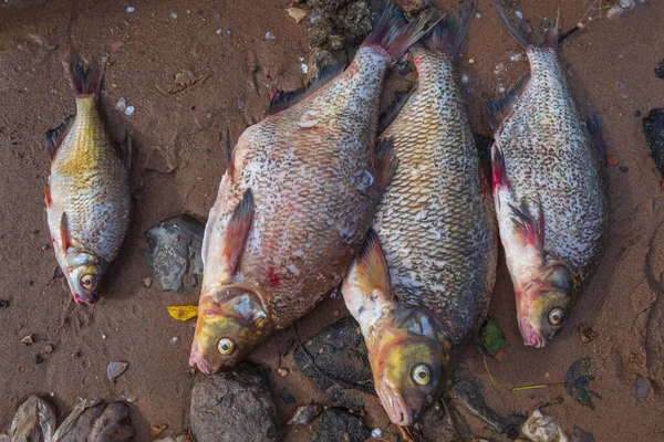 Gambar Tersebut Menampilkan Seekor Ikan Sungai Yang Ditangkap Oleh Seorang — Stok Foto