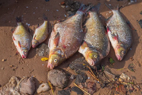 The picture shows a river fish that a fisherman caught in the city river of a small russian town. The fish is cleaned of scales. The fish is dead and lies on the shore on the sand among the stones, the leaves