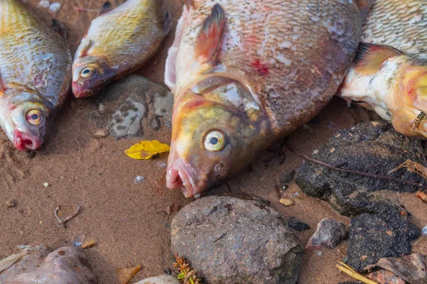 Obrázek Ukazuje Říční Rybu Kterou Rybář Ulovil Městské Řece Malého — Stock fotografie