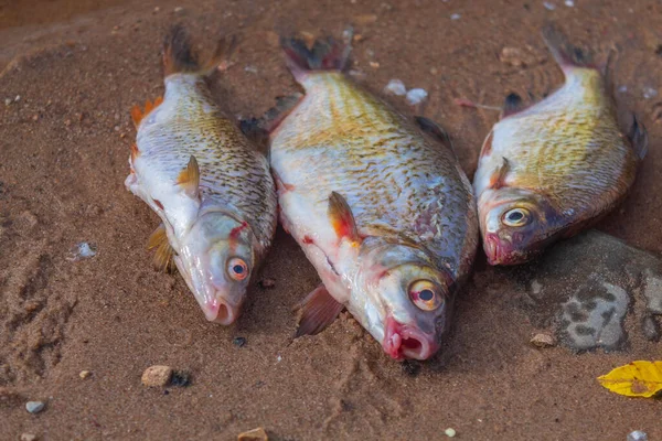 The picture shows a river fish that a fisherman caught in the city river of a small russian town. The fish is cleaned of scales. The fish is dead and lies on the shore on the sand among the stones, the leaves