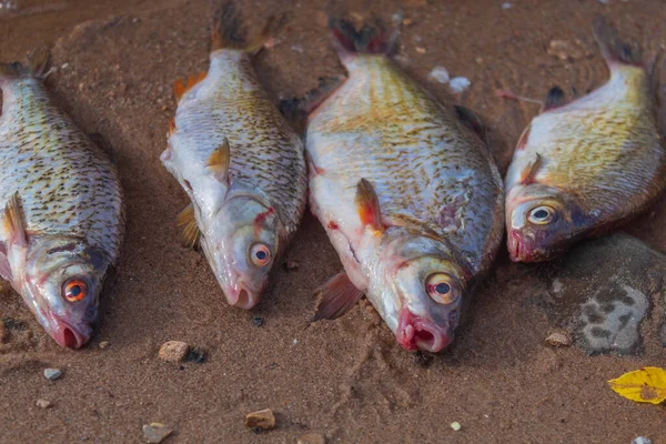 Gambar Tersebut Menampilkan Seekor Ikan Sungai Yang Ditangkap Oleh Seorang — Stok Foto