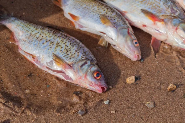 Gambar Tersebut Menampilkan Seekor Ikan Sungai Yang Ditangkap Oleh Seorang — Stok Foto