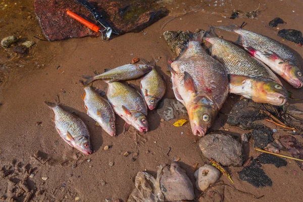 The picture shows a river fish that a fisherman caught in the city river of a small russian town. The fish is cleaned of scales. The fish is dead and lies on the shore on the sand among the stones, the leaves